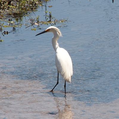 [A snowy egret turns while standing in the water.]